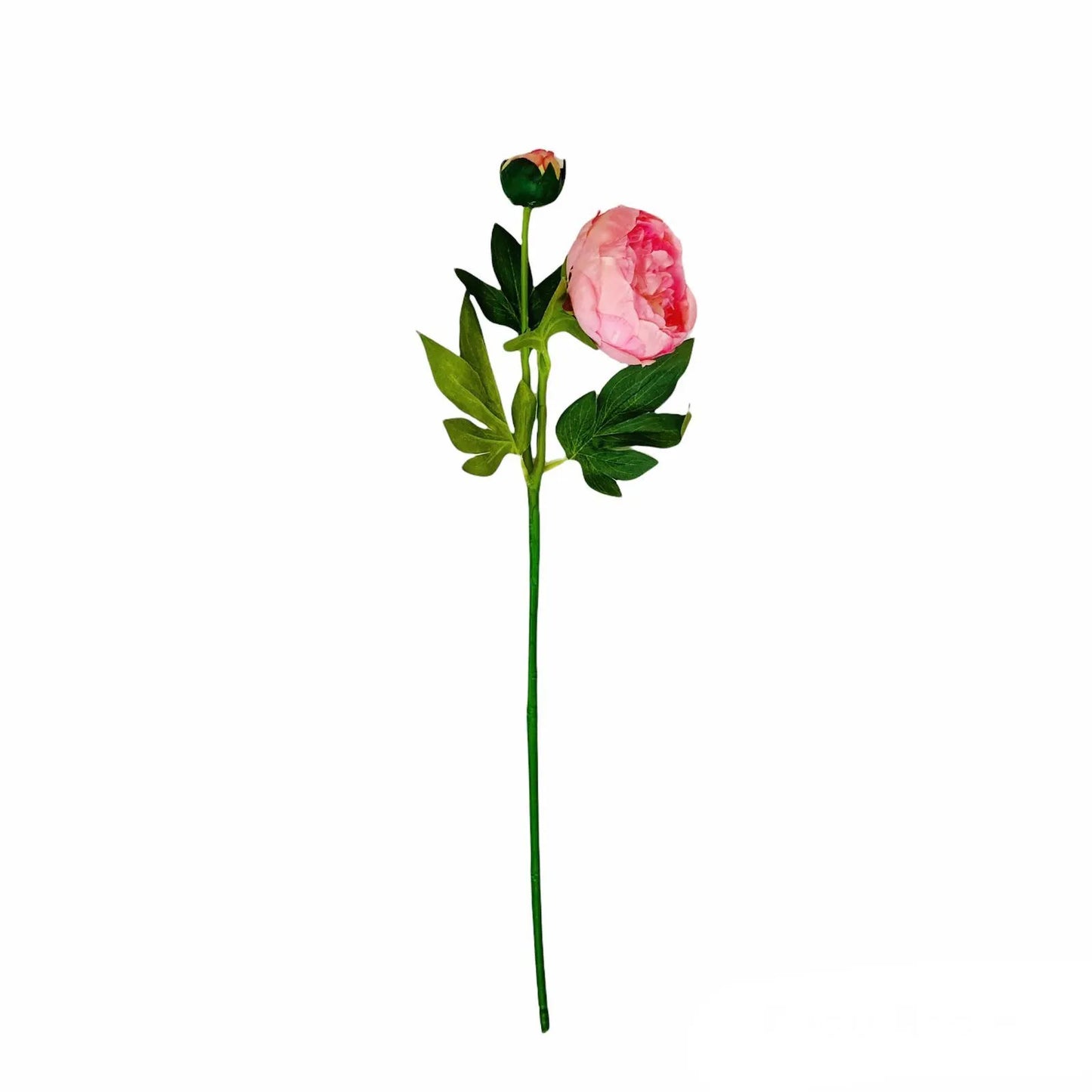 Peonía grande rosada
