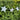 Banderín estrellas plateado