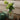 Florero vidrio alto S hojas