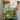 Maleta puzzle 60 piezas selva