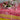 Mantel de género estampado borde fucsia borde verde