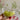 Pajarito