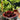 Set de 4 bowls enlozados 22 cm Rojo